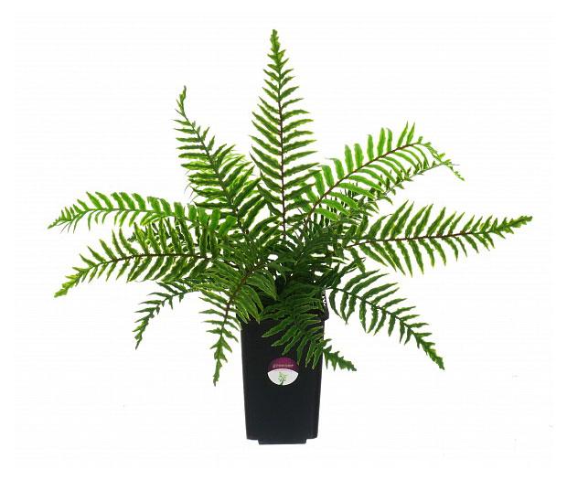 Растение искусственное Greener Папоротник, 30 см
Растение искусственное Greener Папоротник, 30 см