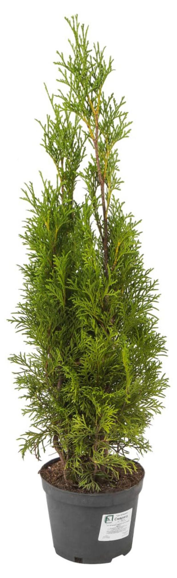 Саженцы Туя западная ЕИС Логистик Смарагд С5, h 90-110 см 
Саженцы Туя западная ЕИС Логистик Смарагд С5, h 90-110 см