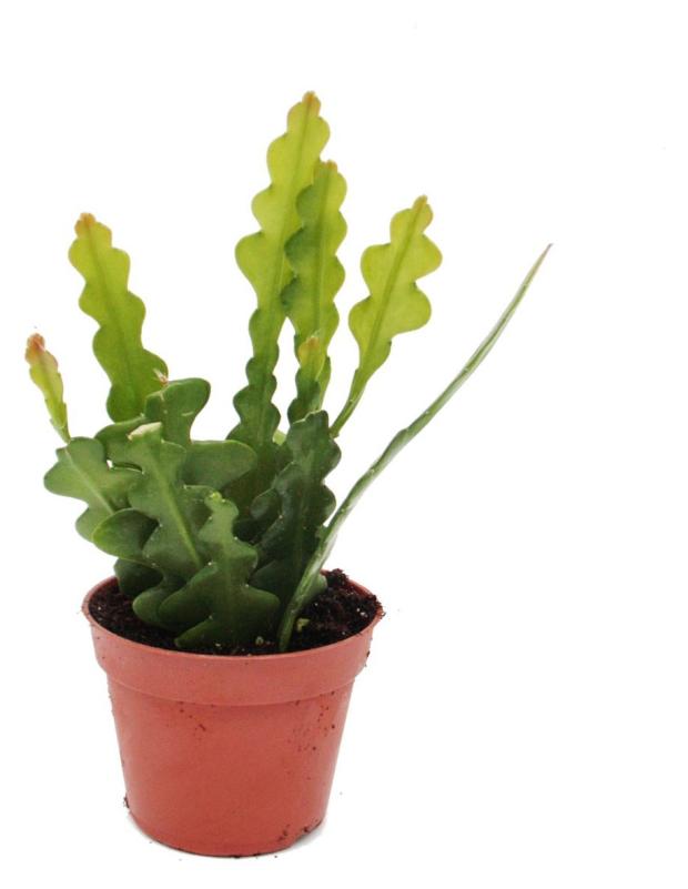 Эпифиллум Цветы Московского Ред Тип, d 12 h 32 см
Эпифиллум Цветы Московского Ред Тип, d 12 h 32 см