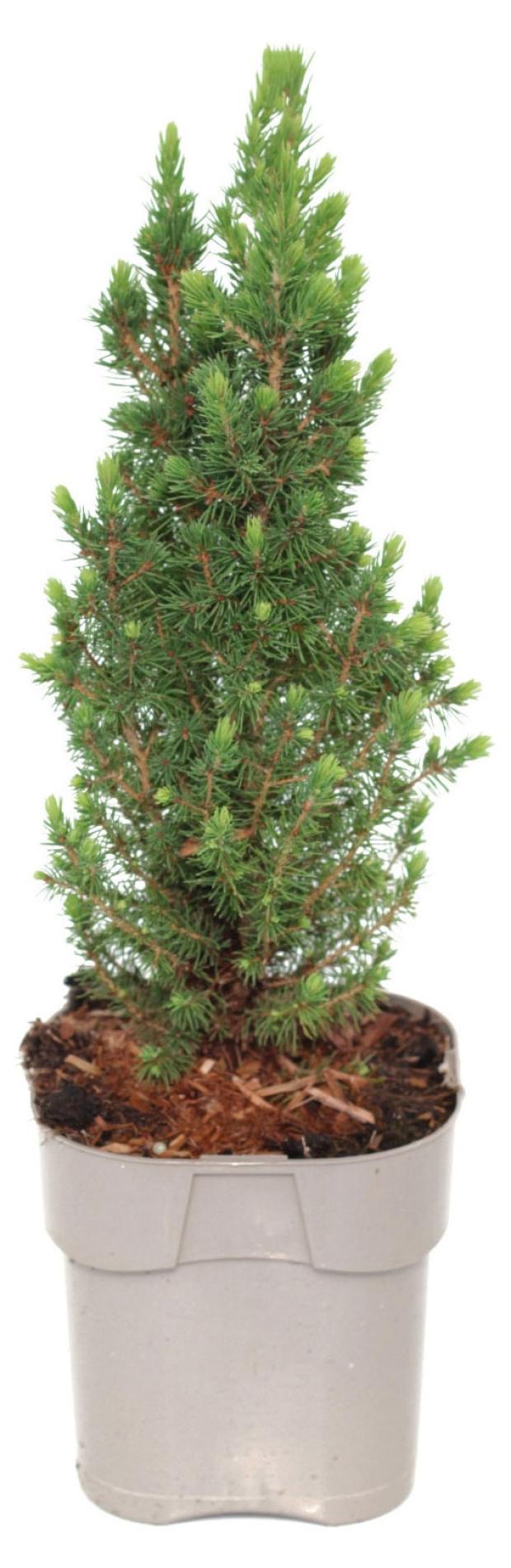 Ель Цветы Московского Глаука Десембер, d 13 h 35 см 
Ель Цветы Московского Глаука Десембер, d 13 h 35 см