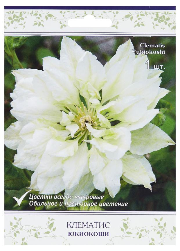 Клематис крупноцветковый Поиск Юкиокоши, С2
Клематис крупноцветковый Поиск Юкиокоши, С2