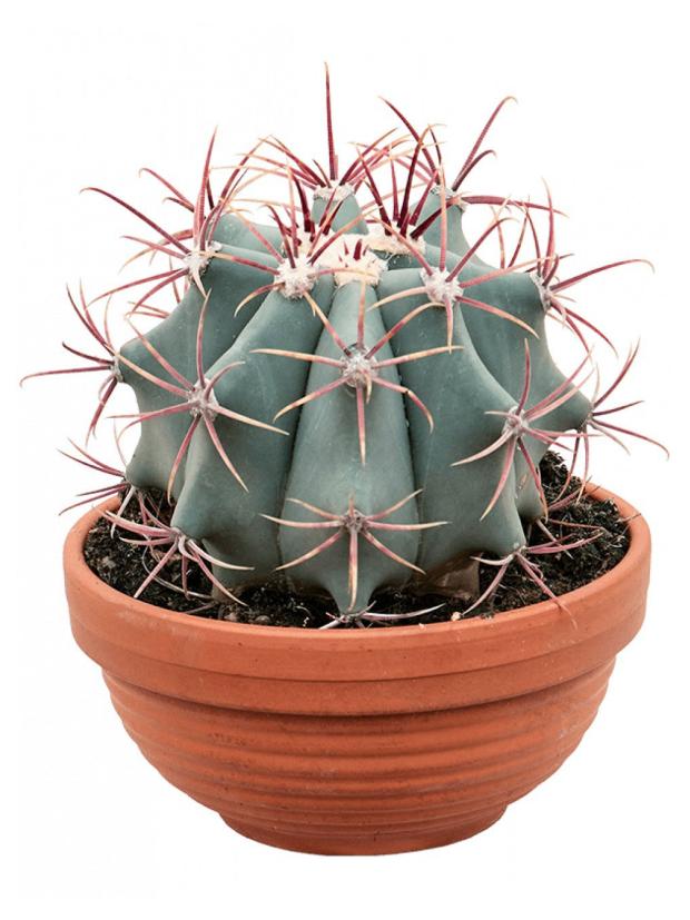 Ферокактус Цветы Московского Стейнеса, d 23 h 32 см
Ферокактус Цветы Московского Стейнеса, d 23 h 32 см