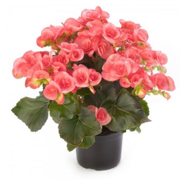 Бегония Агрокомбинат Московский Клубневая, d 15 h 30 см
Бегония Агрокомбинат Московский Клубневая, d 15 h 30 см