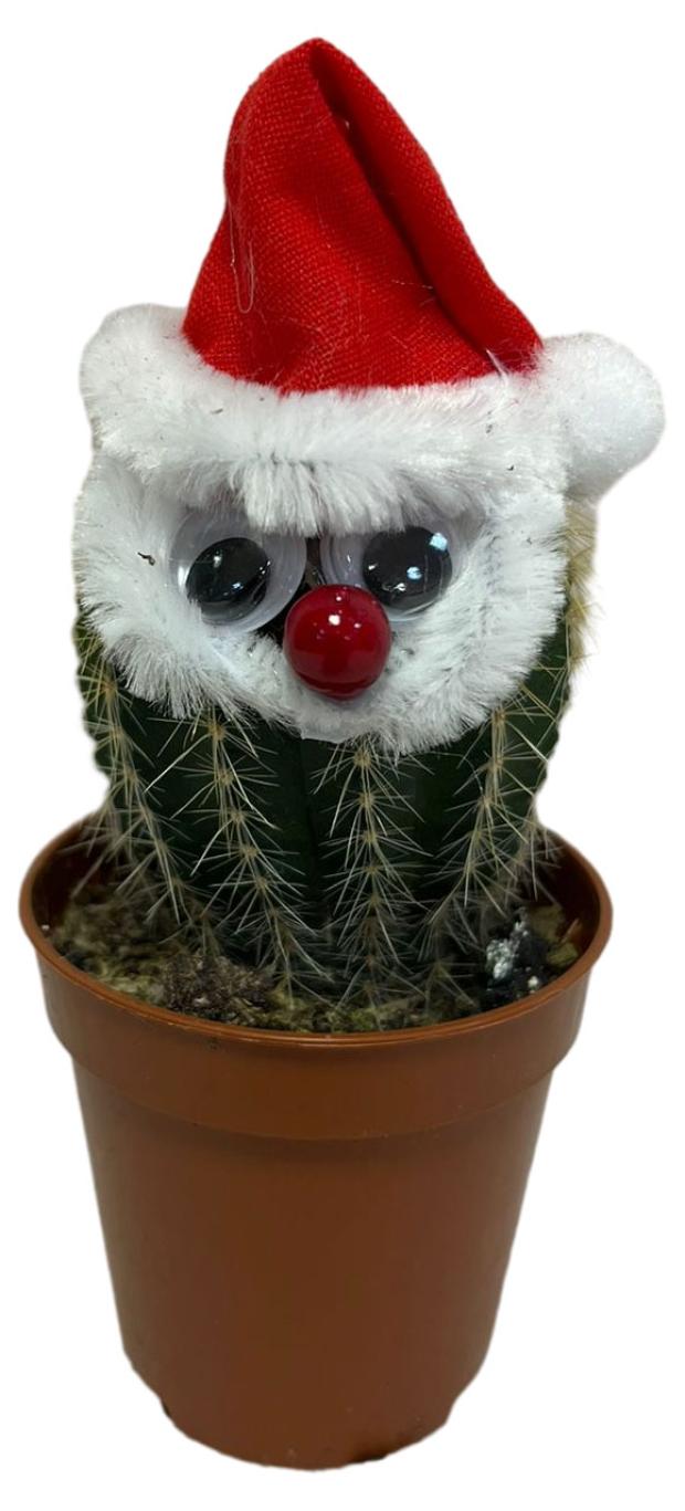 Кактус Санта, d 6 h 10 см
Кактус Санта, d 6 h 10 см