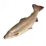 Форель живая, вес