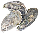 Устрицы ФДК Намибия М живые, 1 шт