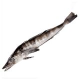 Ледяная рыба охлажденная неразделанная, вес