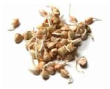 Изображение товара Проростки семян гречки, 150 г