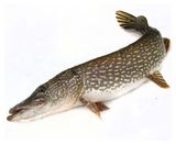 Изображение товара Щука охлажденная потрошеная с головой, вес