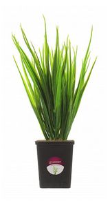 Изображение товара Растение искусственное Greener Осока Бани кашпо, 25 см