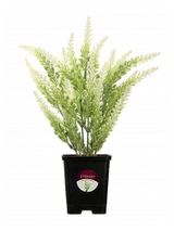 Изображение товара Растение искусственное Greener Лаванда Сирт, 28 см