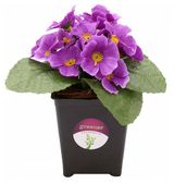 Изображение товара Растение искусственное Greener Фиалка Сити, 15 см