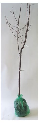 Изображение товара Саженцы «Поиск» Груша Дерево-сад, 1 шт