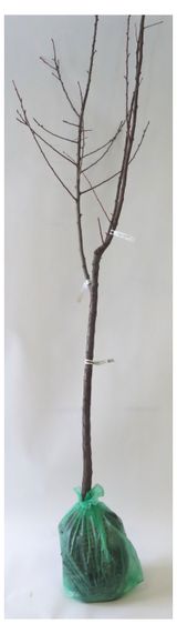 Изображение товара Саженцы «Поиск» Яблоня дерево-сад, 1 шт