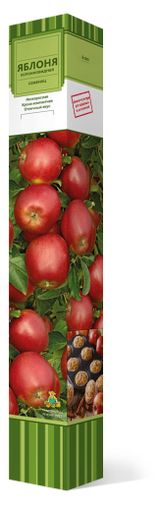 Изображение товара Саженцы «Поиск» Яблоня колонновидная в коробке, 1 шт