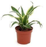 Изображение товара Живое растение Драцена Серпрайз зеленая в горшке d 9 h 20 см, 1 шт