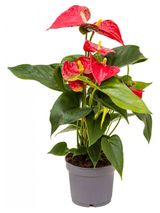 Изображение товара Живое растение Антуриум Ред в горшке, d 12 h 40 см