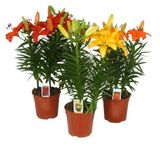 Изображение товара Лилия Азиатская в горшке, d 13 h 50 см