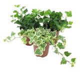 Изображение товара Живое растение плющ-лиана Хедера ампельная в ассортименте в горшке d 9 h 20 см, 1 шт