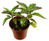 Изображение товара Живое растение суккулент Каланхоэ Пинатум в горшке d 8,5 h 15 см, 1 шт