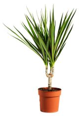 Изображение товара Живое растение Драцена Маргината дерево в горшке d 12 h 30 см, 1 шт