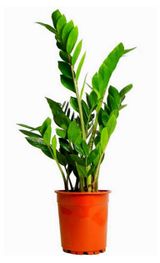 Изображение товара Живое растение Замиокулькас дерево в горшке, d 14 h 50 см