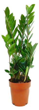 Изображение товара Живое растение Замиокулькас дерево в горшке, d 17 h 55 см