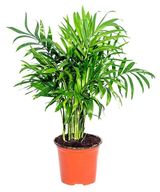 Изображение товара Живое растение пальма Хамедорея Элеганс зеленая в горшке d 9 h 30 см, 1 шт