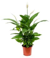 Изображение товара Живое растение Спатифиллум бело-зеленый в горшке d 17 h 75 см, 1 шт