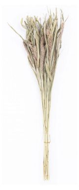 Изображение товара Букет сухой «Стильный Дом» Могара, 70 см