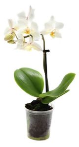 Изображение товара Живое растение Орхидея Фаленопсис мини 1 стебель в ассортименте в горшке d 9 h 40 см, 1 шт