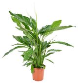 Изображение товара Живое растение Спатифиллум Свит Лауретта белый в горшке d 19 h 90 см, 1 шт