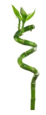 Изображение товара Живое растение Бамбук Лаки (Драцена) спираль в колбе на воде d 5 h 50 см, 1 шт