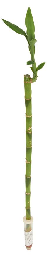 Изображение товара Живое растение Бамбук Лаки (Драцена) прямой в колбе на воде d 5 h 40 см, 1 шт
