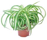 Изображение товара Живое растение Хлорофитум Бонни в горшке d 12 h 20 см, 1 шт