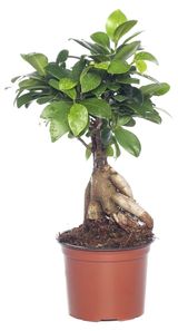 Изображение товара Живое растение Фикус Микрокарпа Женьшень Бонсай дерево в горшке d 17 h 45 см, 1 шт