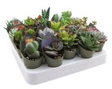 Изображение товара Живое растение Микс суккулентов в ассортименте в горшке d 5,5 h 14 см, 1 шт