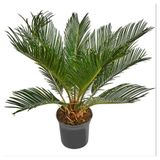 Изображение товара Живое растение пальма Цикас (Саговник) Революта зеленый в горшке d 17 h 50 см, 1 шт