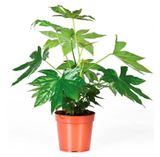 Изображение товара Живое растение Фатсия (Аралия) Японика зеленая в горшке d 12 h 40 см, 1 шт