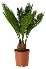 Изображение товара Живое растение пальма Цикас (Саговник) Революта зеленый в горшке d 12 h 40 см, 1 шт