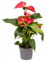 Изображение товара Живое растение Антуриум микс в ассортименте в горшке d 9 h 30 см, 1 шт