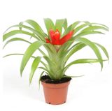 Изображение товара Живое растение Бромелия Гузмания микс в ассортименте в горшке d 9 h 20 см, 1 шт