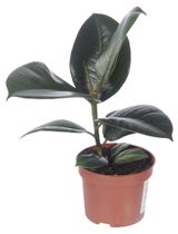 Изображение товара Живое растение Фикус Elastica в ассортименте дерево в горшке d 12 h 40 см, 1 шт