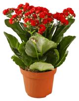 Изображение товара Живое растение суккулент цветущий Каланхоэ в ассортименте в горшке d 6 h 10 см, 1 шт