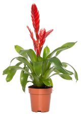 Изображение товара Живое растение Бромелия Вриезия в ассортименте в горшке d 12 h 45 см, 1 шт