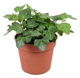 Изображение товара Живое растение плющ-лиана Хедера Хеликс микс в ассортименте в горшке d 16 h 20 см, 1 шт