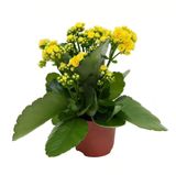 Изображение товара Живое растение суккулент цветущий Каланхоэ Каландива в ассортименте в горшке d 10 h 25 см, 1 шт