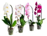 Изображение товара Живое растение Орхидея Фаленопсис Каскад 1 стебель в ассортименте в горшке d 12 h 55 см, 1 шт