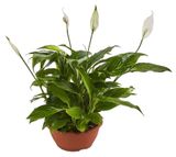 Изображение товара Спатифиллум Шопен в горшке, d 17 h 35 см