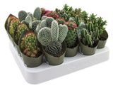 Изображение товара Живое растение Кактус микс в ассортименте в горшке d 5 h 5-10 см, 1 шт